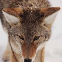 4K Professional Monitor